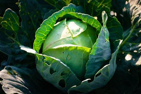 Top view of fresh Cabbage head background with leaves and water drops. Stock Photos