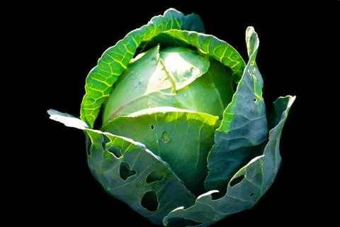 Top view of fresh Cabbage head with leaves and water drops isolated on blac.. Stock Photos