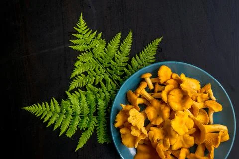Top view of fresh chanterelles mushrooms on dark table and with place for tex Stock Photos