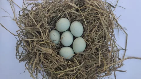 Top View of Fresh Duck Eggs on Dried Straw Stock Footage 316106518