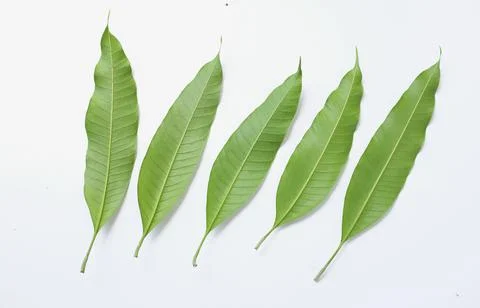 Top view  Fresh green mango leaves,leaf isolate on white background Stock Photos