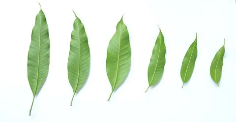 Top view  Fresh green mango leaves,leaf isolate on white background. Stock Photos