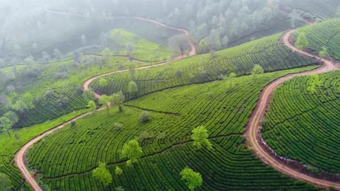 Top view of fresh green tea terrace farm on the hill at kerala. Stock Footage 190396772