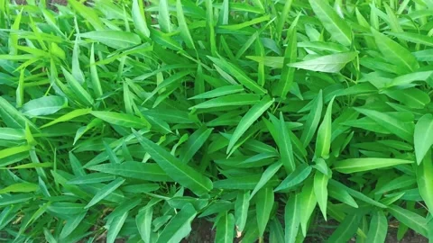Top view of fresh kale vegetable in the garden. Green Swamp cabbage. 스톡 동영상 280451948