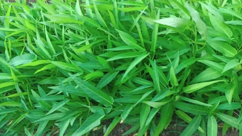 Top view of fresh kale vegetable in the garden. Green Swamp cabbage. Vidéo 280452207