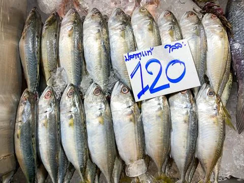 Top view of fresh mackerel fish with price Stock Photos