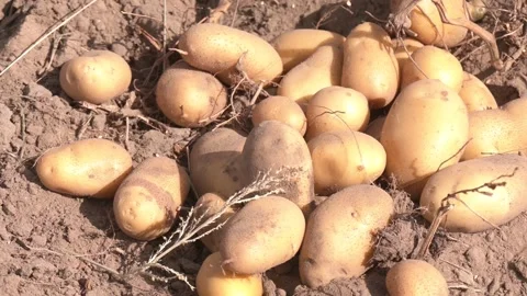 Top view fresh organic potatoes in the field. Video stock 223819725