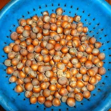 Top View Of Fresh Raw Hazelnuts In Shell Inside Blue Plastic Colander Stock Photos