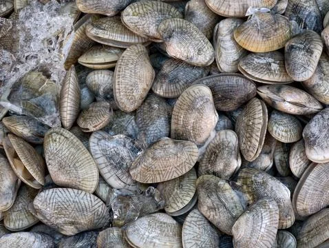 Top view of fresh raw surf clams on ice background Stock Photos