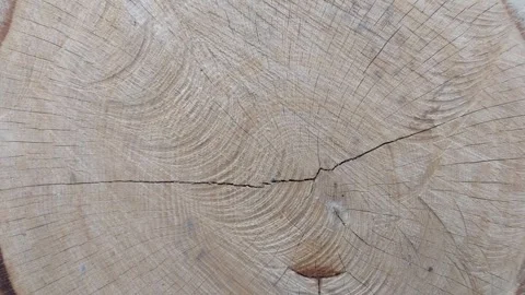 Top view of a fresh tree stump showing growth rings and wood texture Vídeos de archivo 333641554