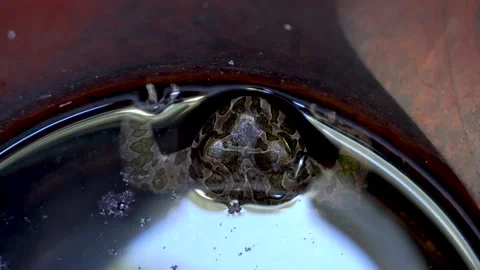 Top view of a frog in a sewer 4K Stock Footage 159905516