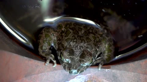 Top view of a frog in water 4K Video stock 159905490
