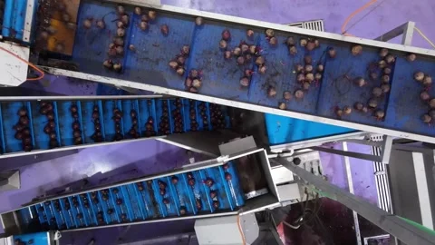 Top view of Fruit Bits on a level conveyor belt in a food processing Stock Footage 241297871