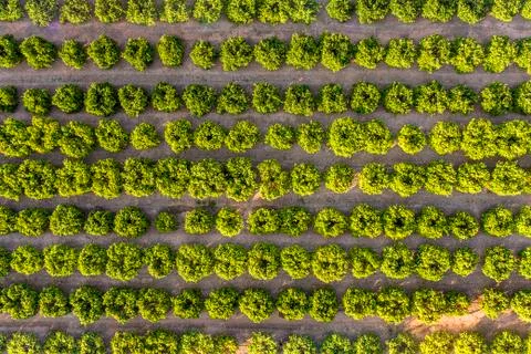 Top view of a fruit trees growing field Stock Photos