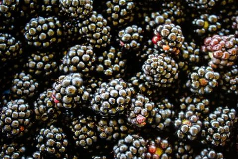 Top view. Full frame of blackberries. Stock Photos
