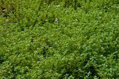 Top view full frame texture of lush vibrant green ground cover plants and grass Stock-Fotos