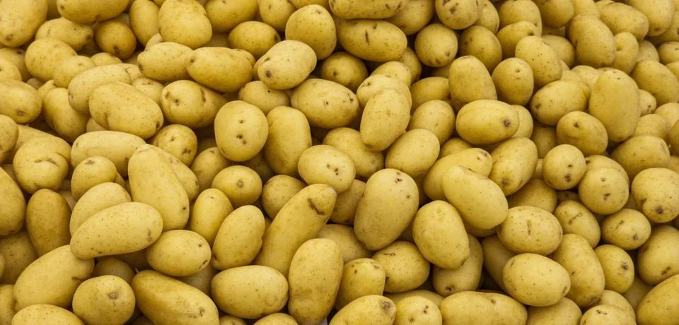 Top view full frame texture of fresh raw unpeeled small yellow potatoes on .. Stock Photos