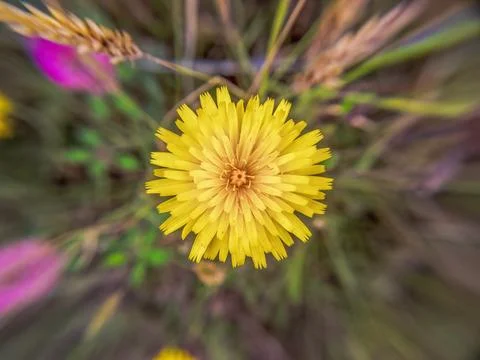 Top view of a fully bloomed dandelion flower, in a field in the eastern Andea Stock Photos