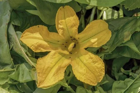 Top view of a fully opened pumpkin flower with tiny black flies on it Stock Photos