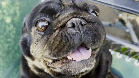 Top view of funny black pug dog looks into camera with curious and expressive fa Stock Footage 338129235