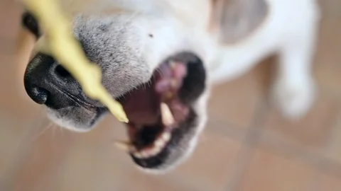 Top view of funny hungry beagle dog eating spaghetti Vídeo Stock 128203068