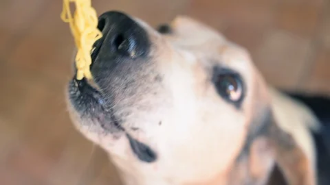 Top view of funny hungry beagle dog eating spaghetti Stock Footage 128203087