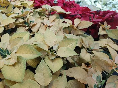 Top view of garden bed lined with yellow poinsettias. Stock Photos