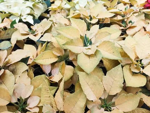Top view of garden bed lined with yellow poinsettias. Stock Photos
