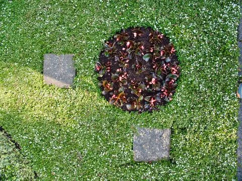 Top view of a garden with a circular patch of dirt and growing flowers Foto stock
