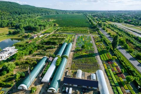 Top view of the garden complex by the forest. Ornamental thuja, conifers and Stock Photos