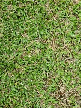 Top view garden grass texture with natural green tones Stock Photos