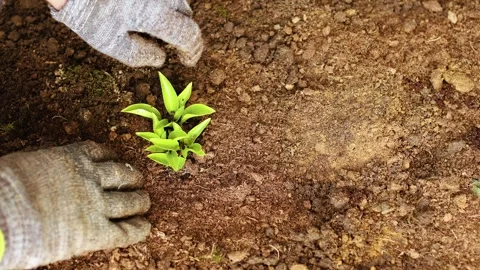 Top view of gardener hands in gloves planting a young green hosta sprout into Stock Footage 336978094