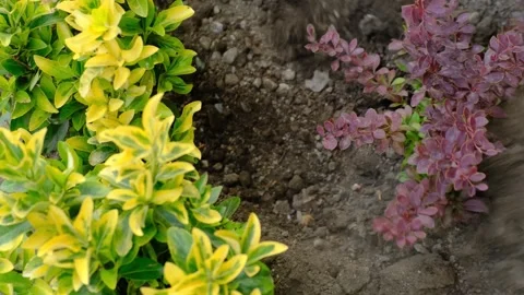 Top view of a gardener using a hoe to cover a freshly planted shrub with purple  Stock Footage 313868889