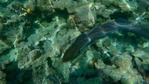 Top view of Giant Moray Eel swim between corals above flat-top on shallow coral Video stock 327622463
