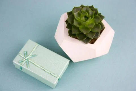 Top view gift box and succulent plant on a blue background Stock Photos