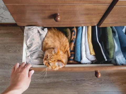 Top view on ginger cat sleeping in chest of drawers. Fluffy pet has a rest am Stock Photos