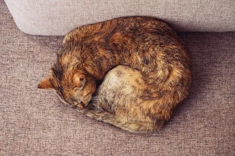 Top view a ginger tabby cat lies on the sofa. Stock Photos