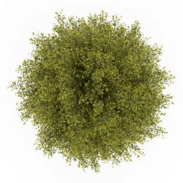 Top view of ginkgo tree isolated on white background Stock Illustration