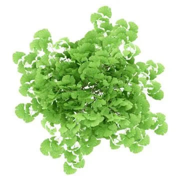 Top view of ginkgo tree isolated on white background. 3d illustration Stock Illustration