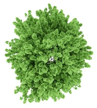 Top view of ginkgo tree isolated on white background. 3d illustration Illustrazione stock
