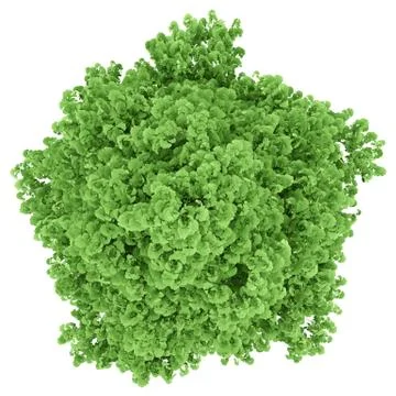 Top view of ginkgo tree isolated on white background. 3d illustration Stock Illustration