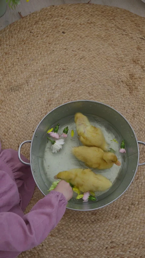 Top view, girl playing with fluffy yellow ducklings Stock Footage 306388030