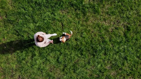 Top view Girl teach command with dog beagle at grass outdoors in a green park Stock Footage 162812629