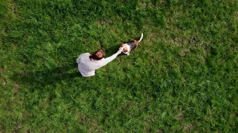 Top view Girl teach command with dog beagle at grass outdoors in a green park Video stock 165318982