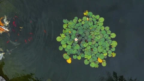 Top view of golden Koi fish or Japanese Koi carp swimming in a garden pond Stock Footage 300212817