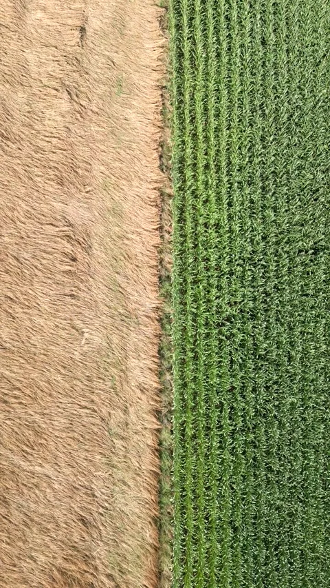 Top view of grain and corn fields Stock Footage 264992388