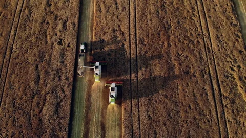 Top view of grain harvesters in a wheat field. Beautiful work of combines from a Stock Footage 144885219