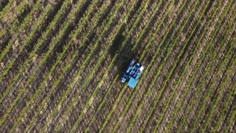 Top view of grape harvesting process in Italy Stock Footage 162167327