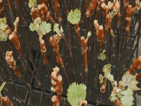 Top View Of The Grape Seedlings Stock Footage 74911055