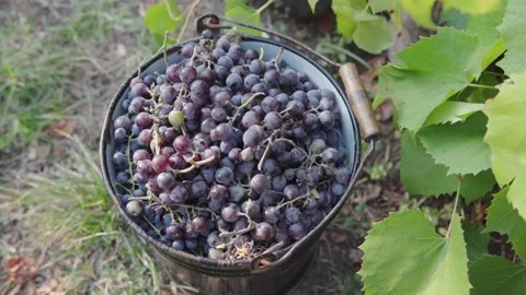 Top view of the grapes picked by hand in the vineyard. The first stage of Stock Footage 161227143